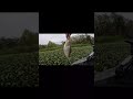 crappie Fishing the river jigging it up