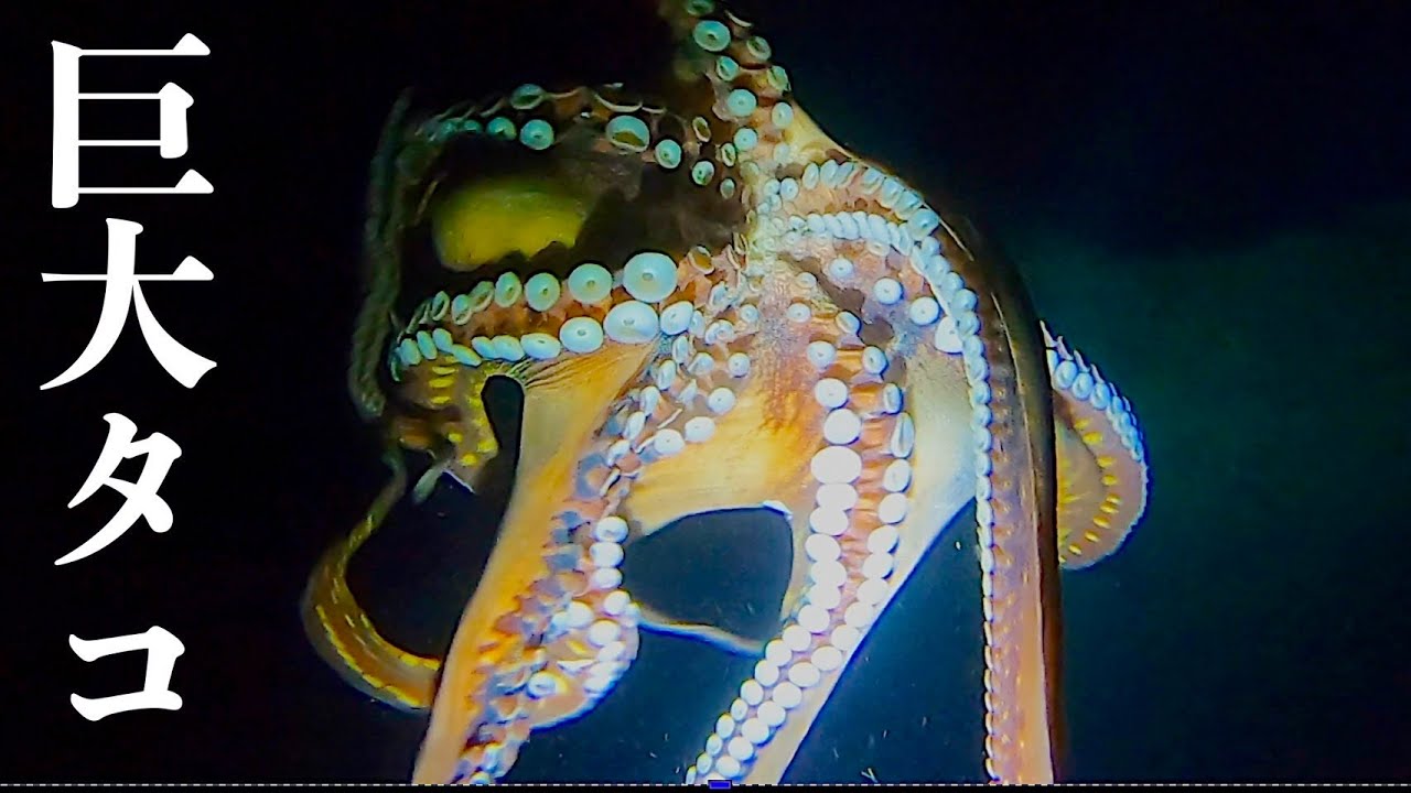 A giant octopus appeared in shallow water just 2 metres deep