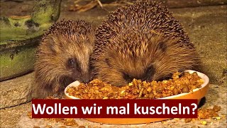 Wenn Igel Benjamin mit der Babsy nicht zu Potte kommt... (10.06.2023), Nr. 158 by Cordula Schultz - Was da kreucht und fleucht - 980 views 4 months ago 4 minutes, 3 seconds