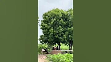 Nature Naturelovers Beauty Rural Song Music 