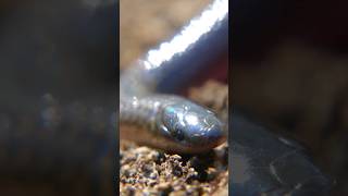 The Worm Snake: The Cutest Smol Snek? #snake #animal #wildlife
