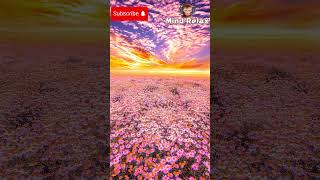 🌸 Pink Fields at Sunset 🌅 | Relaxing Music & Peaceful Nature #shortsviral #mindrelax #wallpaper