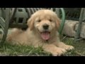 Golden Retriever Puppies Squeeze Under Water Hose