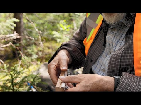 Video: Kur yra miškininkystės pramonė Kanadoje?