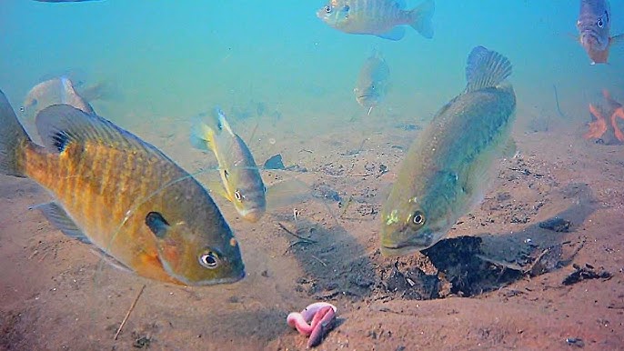 The BEST Underwater Fishing Camera? GoFish Cam Review/Tips & Tricks 