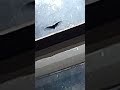 is that a butterfly or a bat or a bird?