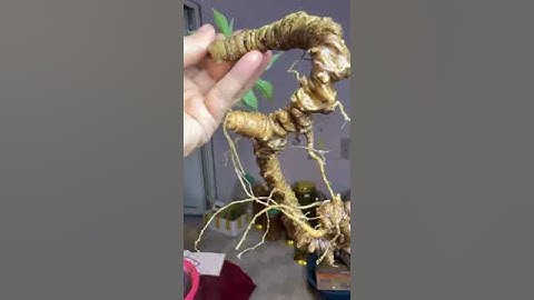 1 củ sâm rừng 75 gam giá yêu thương 0377965679