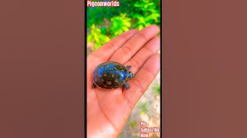 Indian Flapshell Turtle🐢 #treanding #viral #viralvideo #shortvideo #ytshorts #shorts #short #turtle