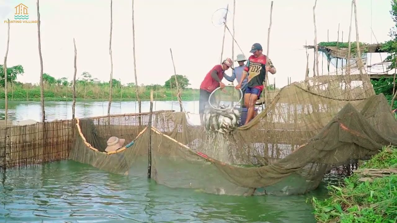 Fishing Video. Best Hook fishing Beautiful Nature Fishing Hook