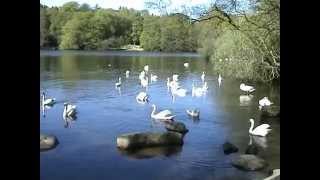 Bolam Lake, Northumberland