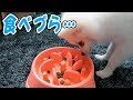 早食い犬必見！！早食い防止食器を使ってみた【ポメラニアン】