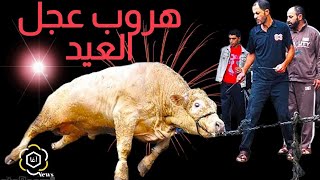 هروب عجل العيد  في مصر .. #الصدمة !!