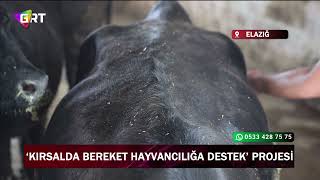 Kırsalda Bereket Hayvancılığa Destek Projesi Ilk Meyvesini Verdi