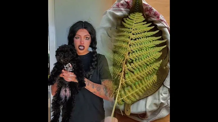 This is so funny, I couldn't stop laughing 😂😂 #funny #doddlersoftiktok #funnyvideos #duet