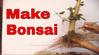 ऐसे लगाए गुड़हल को जमीन से निकाल कर गमले में /How to Make Hibiscus Bonsai -Part 1 / Mammal Bonsai