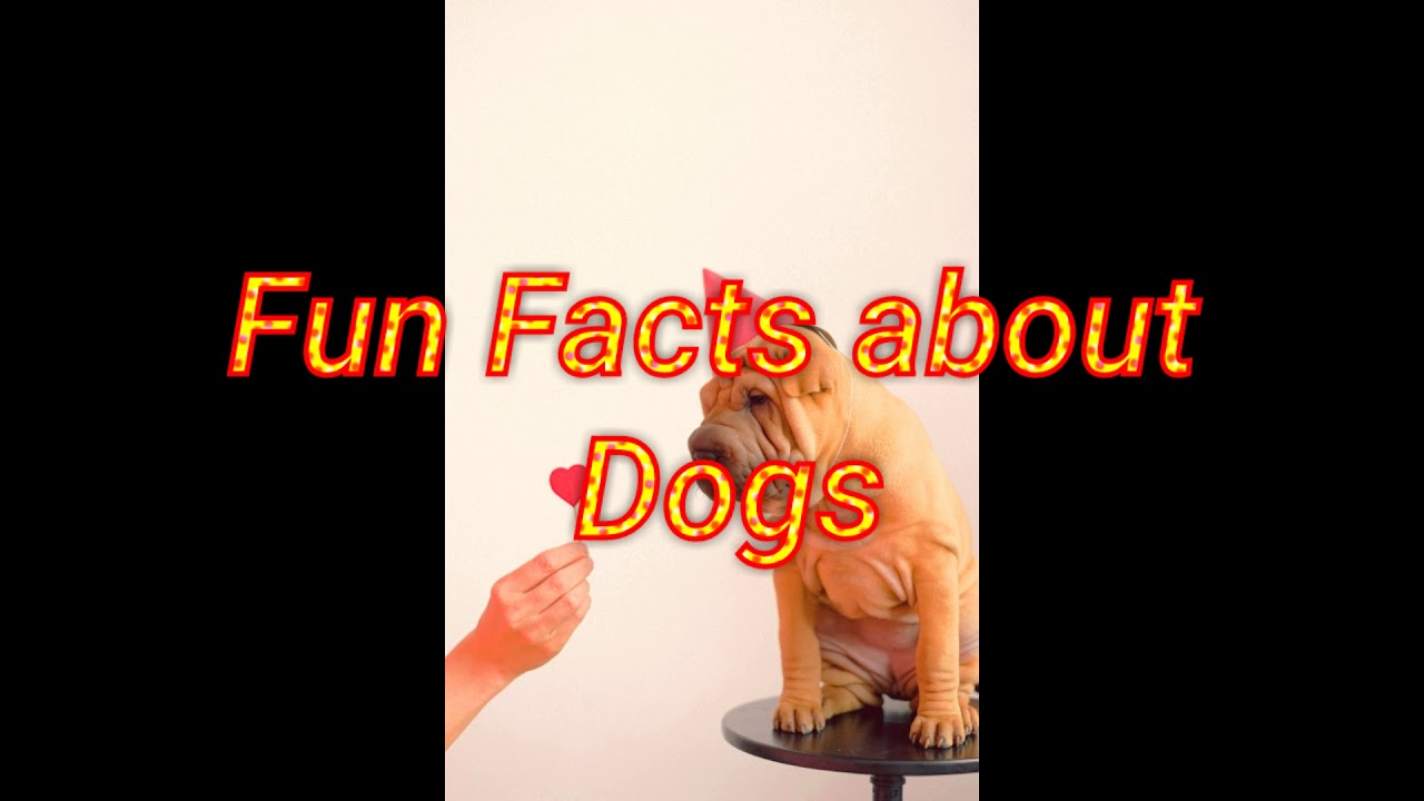 Fun Facts Tallest Dog in the world YouTube