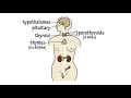 The endocrine system song by peter weatherall