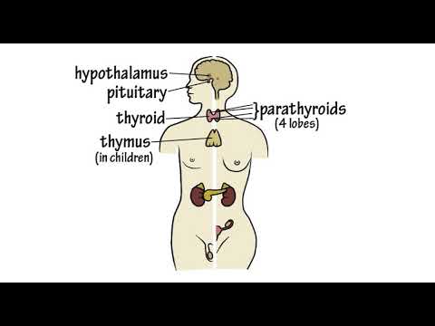 The Endocrine System Song By Peter Weatherall