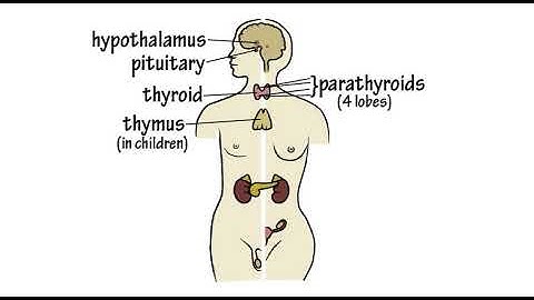 The Endocrine System Song by Peter Weatherall
