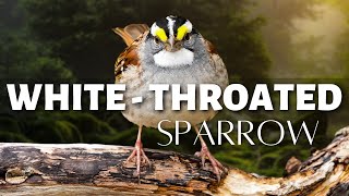 The Whitethroated Sparrow | Adorable Songster of the North