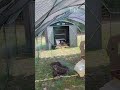 Day 3 They Still Hate Me Aren T Interested In The Watermelon Either Peafowl Peacock