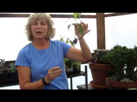 Βίντεο: Forsythe Pot Basics - Τι είναι το Forsythe Pot και πώς χρησιμοποιείται