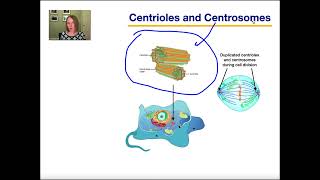 Cell Structure Part 3