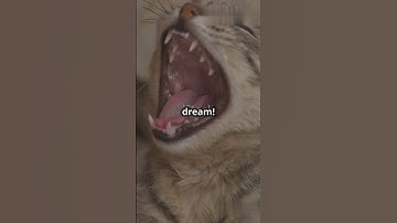 The Cat Conspiracy l part 1 | #facts