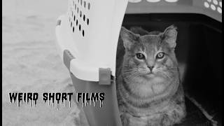 Le Meow Mort | Comedy + Director Q&A | Weird Short Films