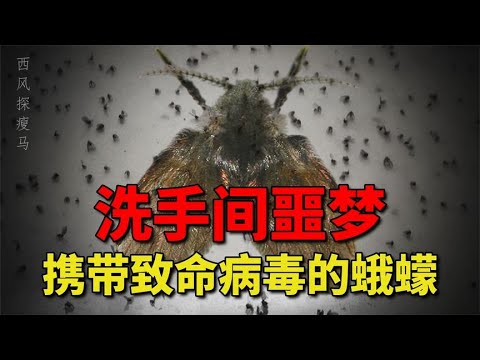 蛾蠓的彪悍虫生：生活在下水道，浑身都是细菌，被称为洗手间噩梦【西风探瘦马】