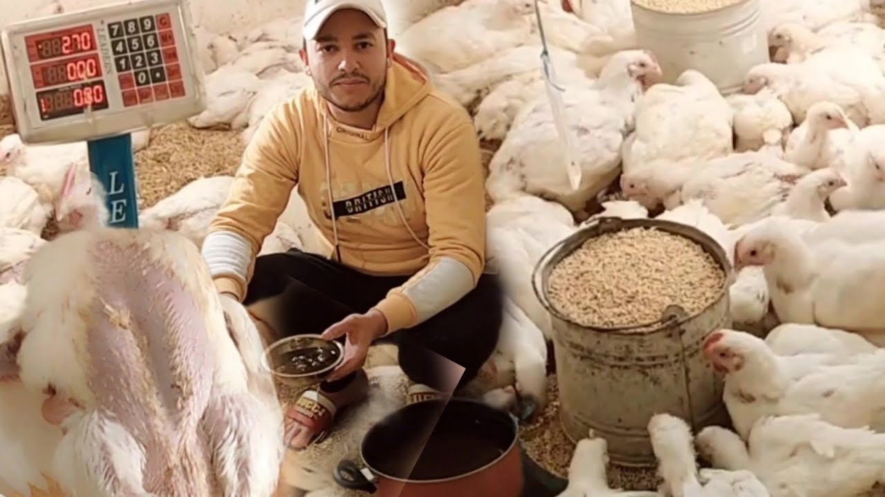 مشروب رقم واحد لزيادة الوزن وتسمين الفراخ البيضه مع التوفير في العلف هتخلى فراخك تشيل لحم لحد ٤ كيلو