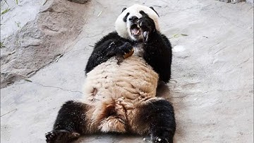 Giant Panda rolling in the snow in Finland, Finnish panda playing in the snow