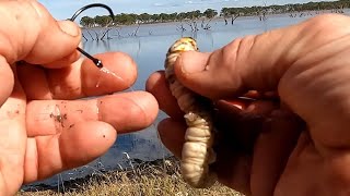 How I hook Bardi grubs, yabbies and scrubworms at Taylors lake for Murray Cod, and 2 cod caught !