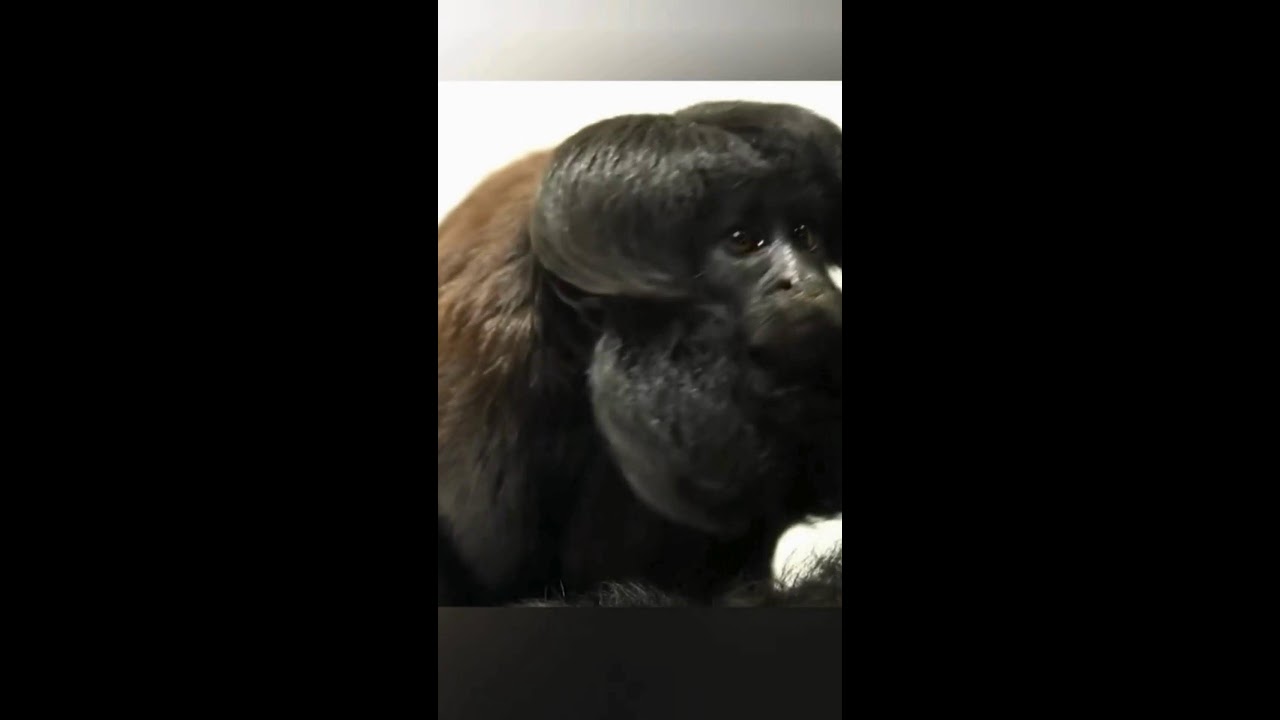 Unseen Wildlife: Meet the World’s Most Elusive Animals