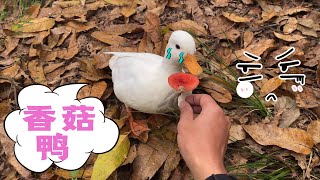 The guy took a tens of thousands of yuan worth of Cole ducks to stroll on the mountain, but he didn’