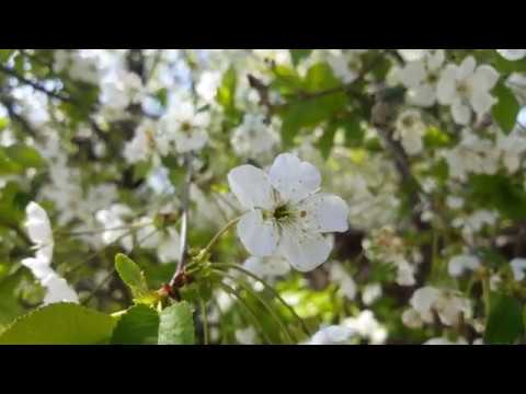 Tbilisi 15.04.2020 Gldanula. გლდანულა (пока режим ЧП других видео не будет)