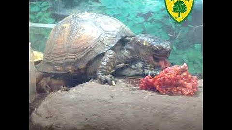 Wildlife Wednesday - Eastern box turtle