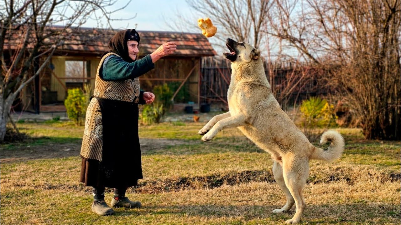 Off-Grid Living Family / Traditional Cooking Silent Vlog / Eating Show Village Food