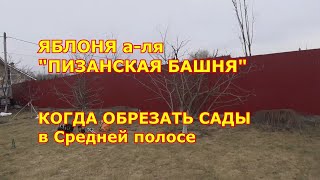 Обрезка яблони по типу "Пизанская башня". Сроки обрезки сада в Средней полосе