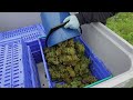 Swedish Vinyard Aims To Produce World Class Wine Swedish Vinyard Aims To Produce World Class Wine