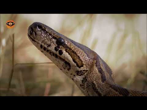 Video: Žijí hadi v mírném lese?