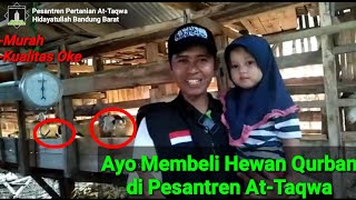Vlog Menengok Peternakan Pesantren Pertanian Attaqwa