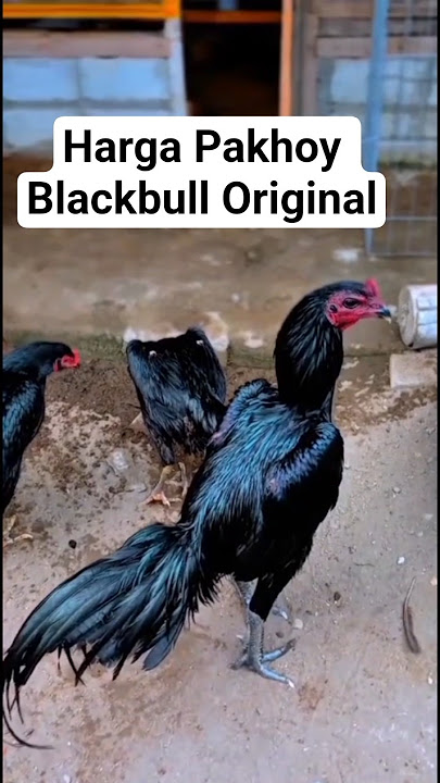 The price of the original Pakhoy Blackbull purchased by Mr. Teleek. #chicken #importedchicken #Pa...
