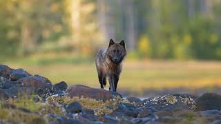 Howling Islands - Coastal Wolves of British Columbia / Sea Wolves