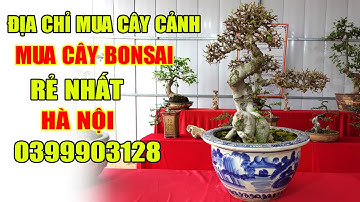 Phát hiện địa chỉ mua cây cảnh, cây bonsai rẻ nhất Việt Nam (LH anh Hiệp 0399903128)