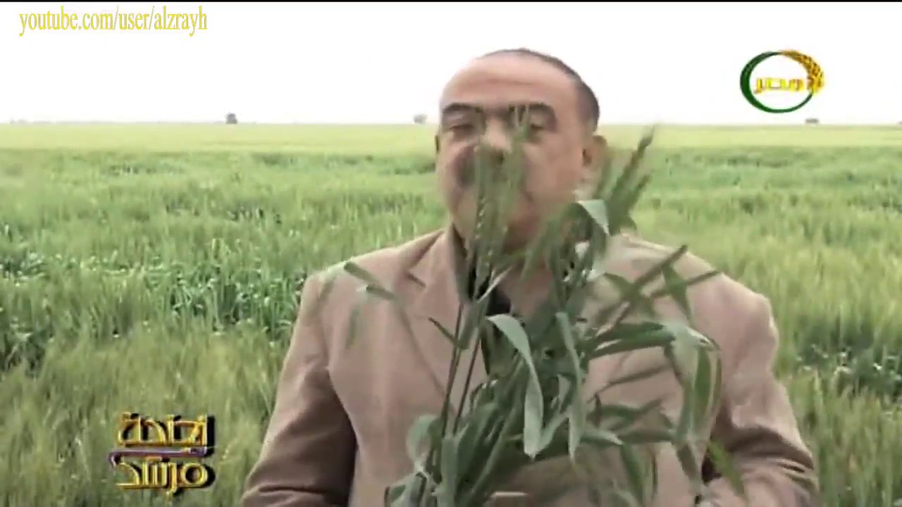 زراعة القمح باستخدام المخصبات الحيوية الزراعية