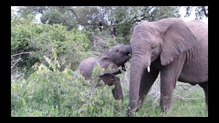 Baby elephant PLAYS with sister!!