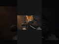 KRIEG CATS Go Berserk!🔥#shorts #animation #trailer #youtubeshorts #cat #catshorts #shortsfeed