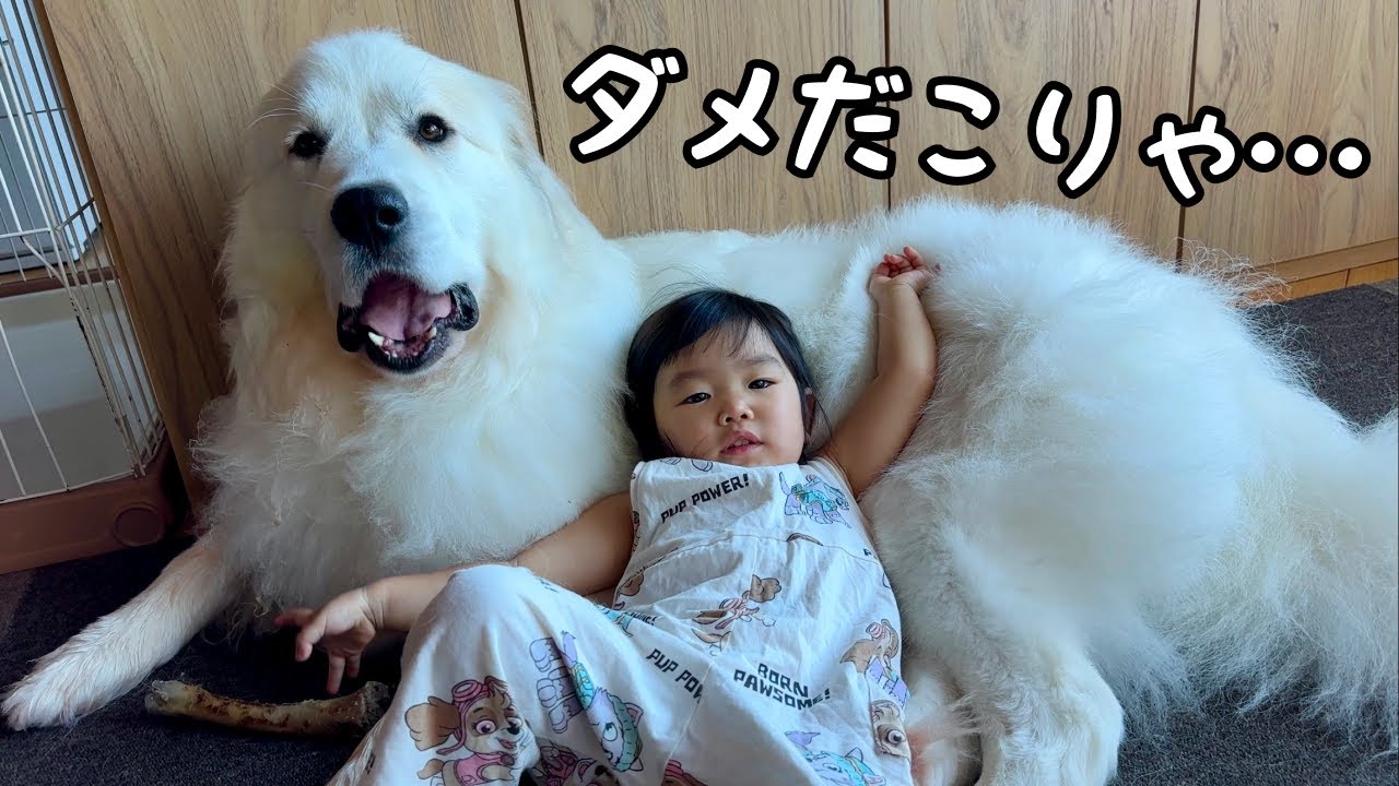 おじさん？】超大型犬の上で完全にダメになってる2歳児、ダラダラし