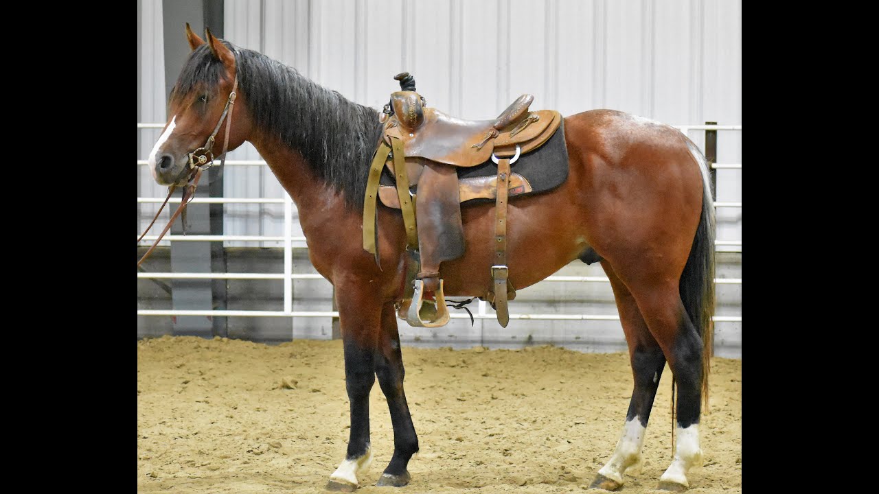 Pitzer Ranch 2019 Fall Sale Lot 102 MR BLUE DAKOTA - YouTube